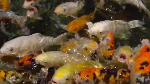 A large flock of trout fish feeds in water — Stock Video