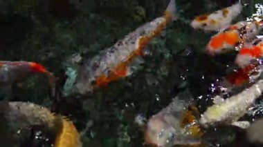 tropikal balık deniz yüzmek