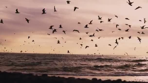 A flock of seabirds gulls and Ocean Beach with the wind — Stock Video