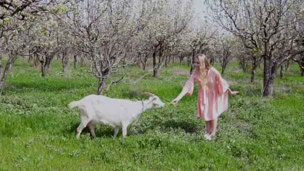 Rubia en vestido rosa alimenta la hierba de una cabra — Vídeos de Stock