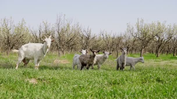 Стадо коз в саду с зеленой травой весной — стоковое видео