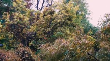 yağmur ağaçları kuvvetli rüzgar hava