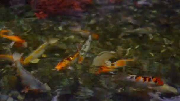 A large flock of trout fish feeds in water — Stock Video