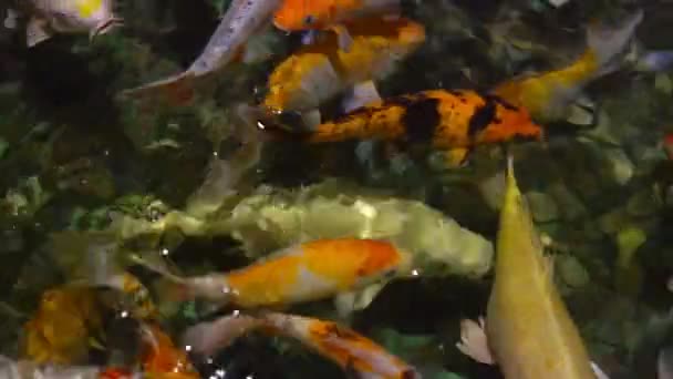 un grand troupeau de truites se nourrit dans l'eau 