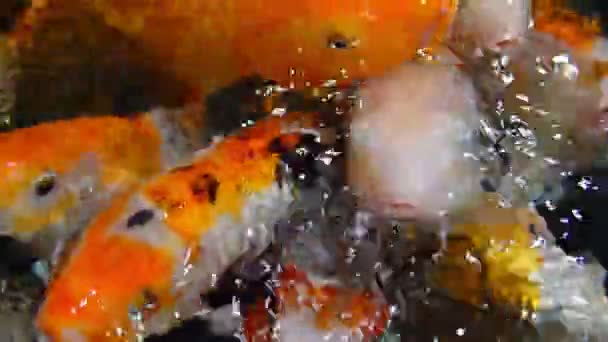 un troupeau de truites de poissons colorés se nourrissent dans l'eau 