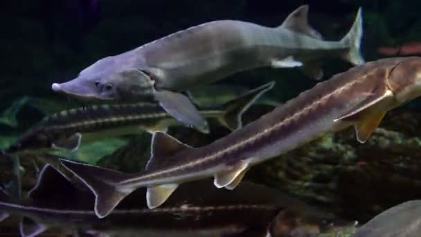 Los peces esturión nadan en el agua — Vídeo de stock