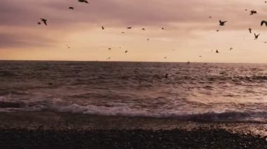 bir sürü deniz kuşları martılar ve okyanus plaj rüzgar ile