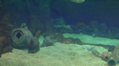 Deniz suyu akvaryum içinde okyanus tropikal balık