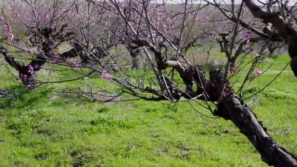 Flowering peach tree branches in the spring — Stock Video