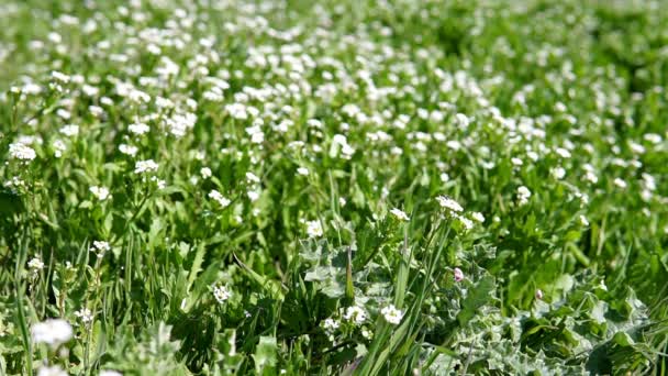 Witte bloemen op groen gras — Stockvideo