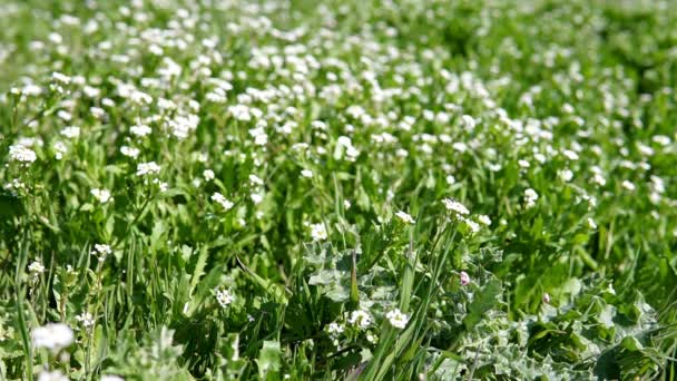 Vita blommor på grönt gräs — Stockvideo