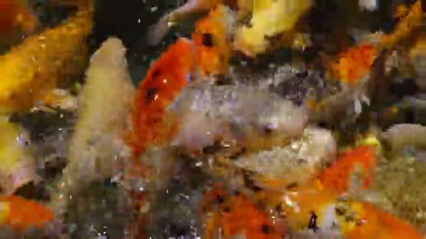 A large flock of trout fish feeds in water — Stock Video