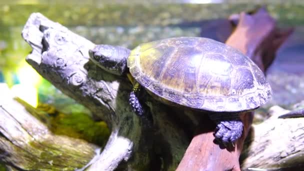 Tortuga sentada en un árbol en el agua — Vídeo de stock