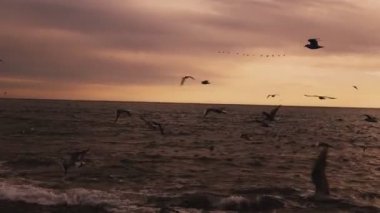 bir sürü deniz kuşları martılar ve okyanus plaj rüzgar ile