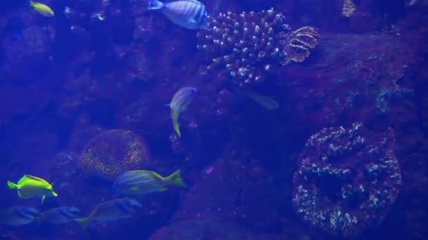 Poissons tropicaux marins dans l'aquarium d'eau de mer — Video