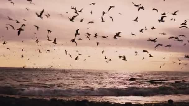 Un troupeau d'oiseaux marins goélands et Ocean Beach avec le vent — Video