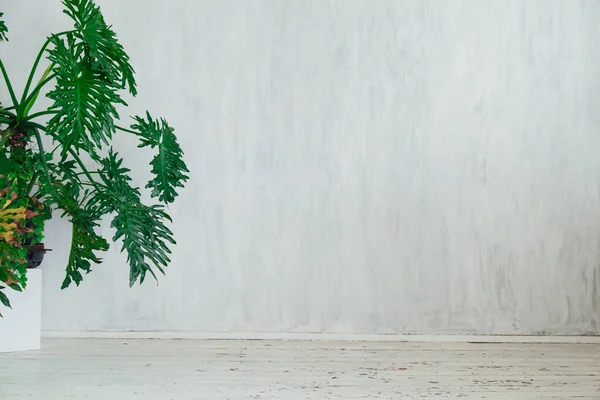 Chaise avec des plantes vertes dans une pièce blanche vintage — Photo