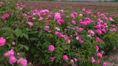 Hasattan önce tarlada çiçek açan güller.