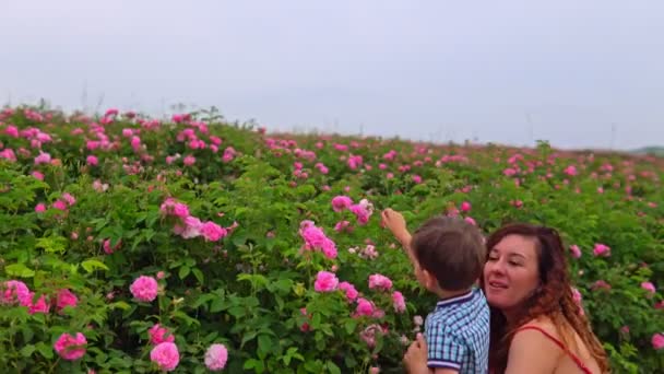 Mãe com filho novo em um campo de rosas — Vídeo de Stock