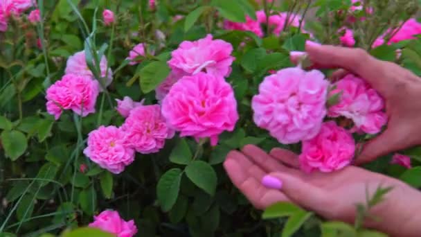 Femmes mains toucher rose fleurs de roses dans le jardin — Video