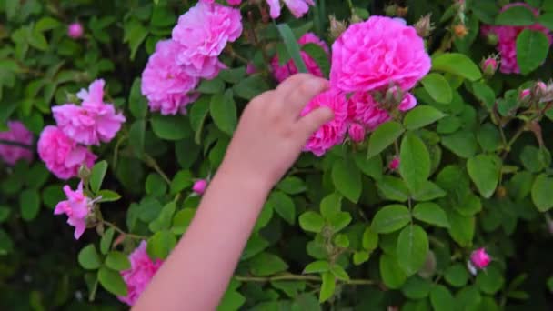 女性の手は庭でピンクのバラの花に触れる — ストック動画