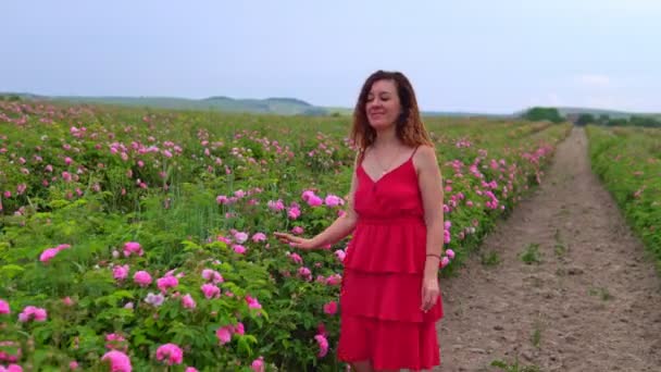 Kırmızı elbiseli kadın çiçek açan gül bahçesinde yürüyor. — Stok video