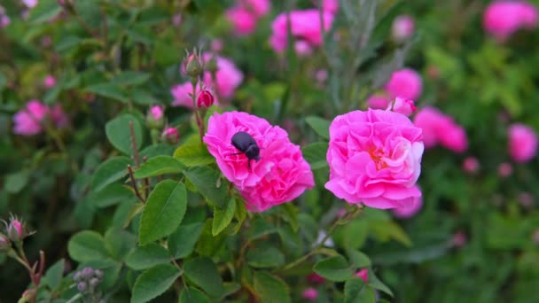 May beetle sits on pink rose flower in garden — Stock Video