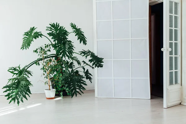 Groene woonplant in het interieur van de witte kantoorruimte — Stockfoto