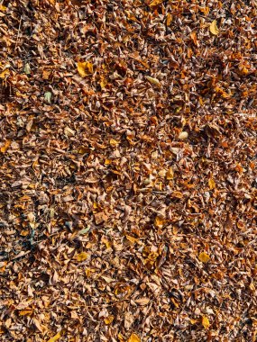 Arka plan olarak düşen sarı ve turuncu sonbahar yaprakları