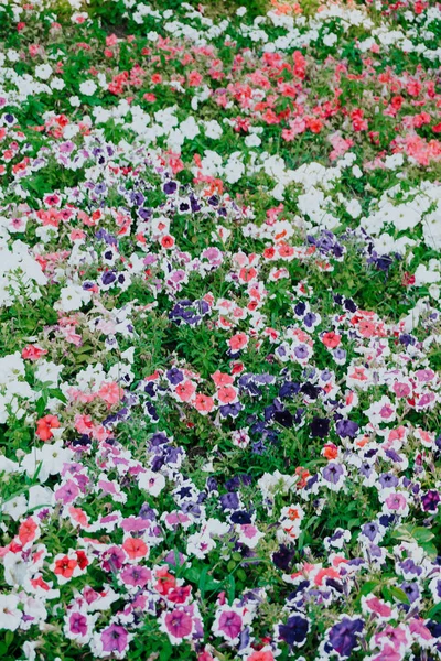 Campo de flores de diferentes tons de roxo, branco — Fotografia de Stock