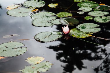 bitki nilüferler ve zambak gölet