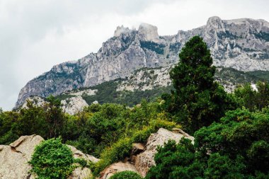 kaya ve ormanın alt