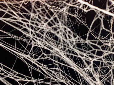 siyah bir arka plan üzerinde beyaz örümcek ağı