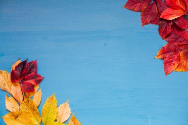 sarı ve kırmızı sonbahar yaprakları gri arka plan z yerleştirin