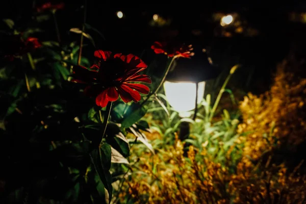 灯夜在花园的黑暗中闪耀 — 图库照片