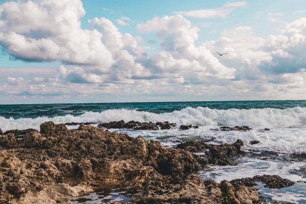 Stone Beach sea coast storm and bird v