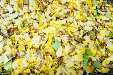 Sonbahar sarısı düşen sonbahar yaprakları bir arka plan olarak