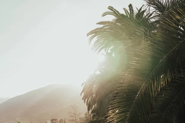 Tropische Palmen am Sandstrand der Küste — Stockfoto