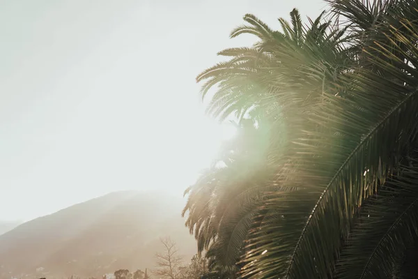 Palmeras tropicales en la playa de arena de la costa — Foto de Stock