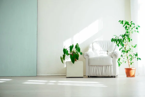 Beyaz Oda yeşil bitkiler ile iç