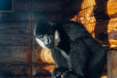 Hayvanat bahçesi kafesinde tutsak vahşi maymun
