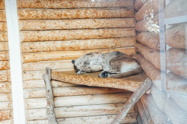 Wilde kat lynx slaapt in gevangenschap in dierentuin kooi — Stockfoto