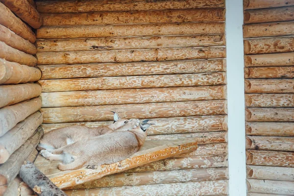 Dwa dzikie koty ryś śpi w niewoli w klatce zoo — Zdjęcie stockowe