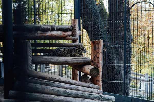 Gato selvagem leopardo em cativeiro zoológico em gaiola — Fotografia de Stock