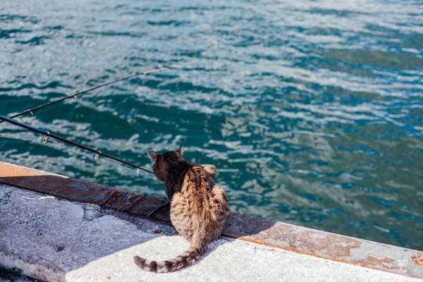 O gato se parece com um pescador pega uma pesca de peixe — Fotografia de Stock