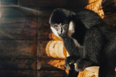 Hayvanat bahçesinde vahşi maymun yalnız.