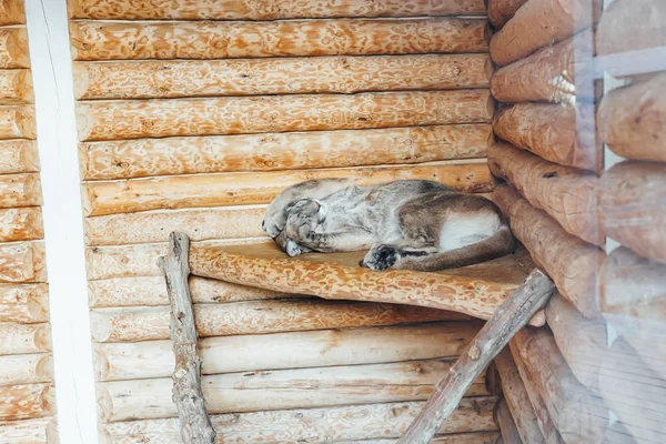 Linho de gato selvagem dorme sozinho no chão de madeira — Fotografia de Stock