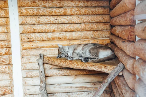 Lynx chat sauvage dort seul sur le sol en bois — Photo