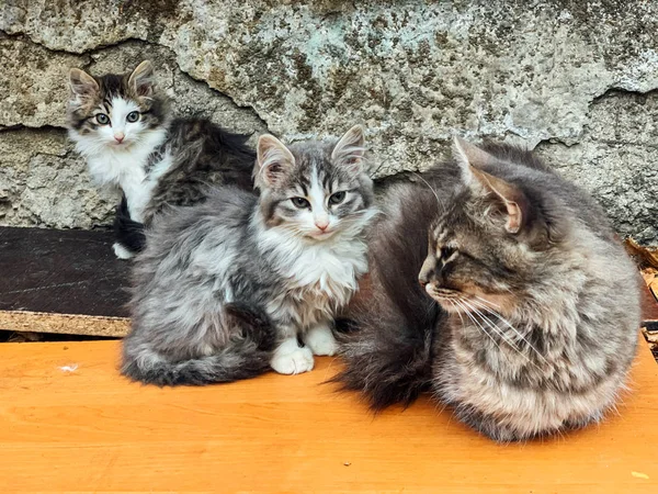 Мама кошка с двумя котятами на прогулке — стоковое фото