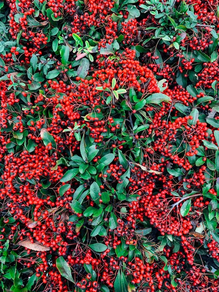 Röda bär gröna blad växt natur bakgrund — Stockfoto